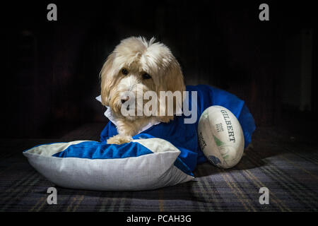 Cole, Labradoodle, Superstar Foto Stock