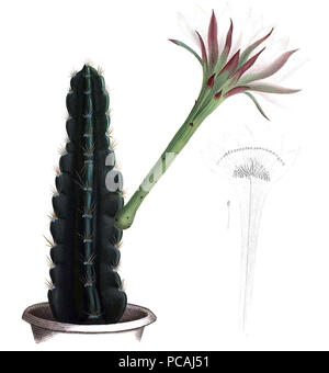 25 Acanthocereus tetragonus pm Foto Stock