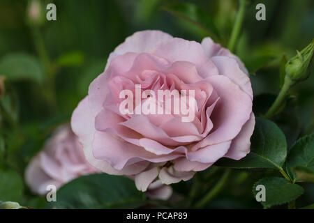 "Valzer tempo' Hybrid Tea Rose, Tehybridros (rosa) Foto Stock