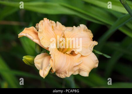 "Newberry tempo preso in prestito' Daylily, Daglilja (Hemerocallis) Foto Stock