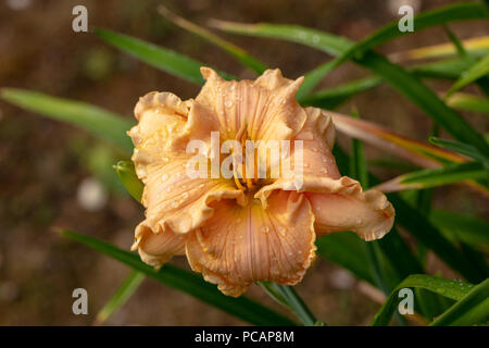 "Newberry tempo preso in prestito' Daylily, Daglilja (Hemerocallis) Foto Stock