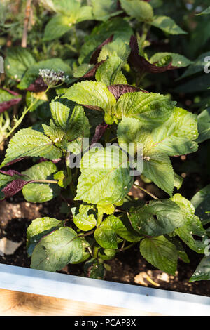 "Britton' Perilla, Bladmynta (Perilla frutescens) Foto Stock