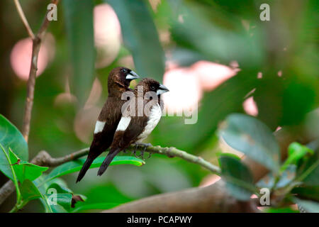 Coppie in cattedra Foto Stock