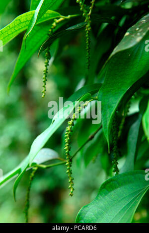 Pepper Plant con pepe Foto Stock