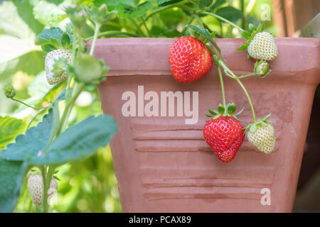 Fragaria × ananassa 'Portola'. Fragola 'Portola" frutti in luglio. Regno Unito Foto Stock