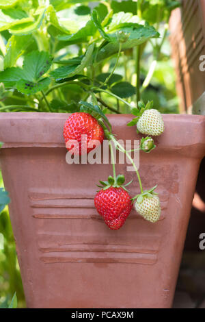 Fragaria × ananassa 'Portola'. Fragola 'Portola" frutti in luglio. Regno Unito Foto Stock