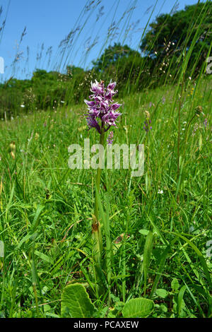 Orchide omiciattolo, Kent Foto Stock