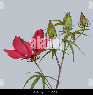 Hibiscus coccineus, bellissimo rosso brillante fiore, aka scarlet rosemallow, Texas star, brillante hibiscus, e scarlatto hibiscus. Isolato su grigio Sfondo semplice. Foto Stock