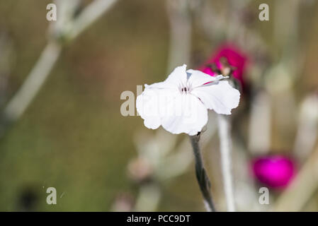 Una chiusura di un bianco-rosa in fiore campion (Lychnis coronaria "Alba") Foto Stock