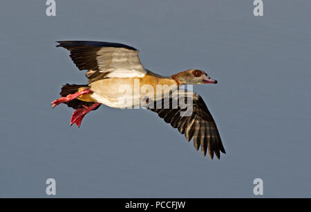 Oca egiziana in volo Foto Stock