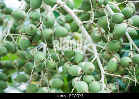 Close up Manila palm semi grezzo su albero, Veitchia merrillii (Becc.) S.E. Moore Foto Stock