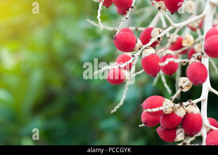 Close up Manila palm semi grezzo su albero, Veitchia merrillii (Becc.) S.E. Moore Foto Stock