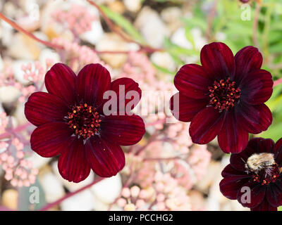 Rosso scuro, cioccolato fiori profumati della fioritura estiva metà hardy perenne tuberosa, Cosmos atrosanguineus Foto Stock