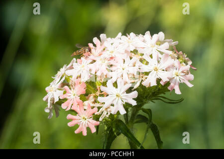 Testa di fiori del modulo rosa dell'ardito perenne Maltese Cross, Lychnis chalcedonica 'Rosea' Foto Stock