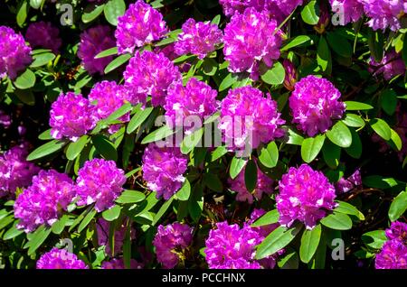 La molla sfondo naturale. Splendida fioritura dei rododendri nel parco. Foto Stock