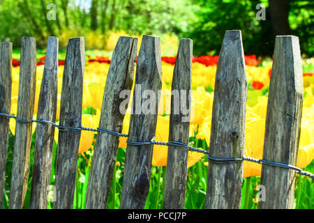 I tulipani (Tulipa) formano un genere di primavera-fioriture erbacee perenni geophytes bulbiferous. I fiori sono di solito grandi e vistose e colorate. Foto Stock