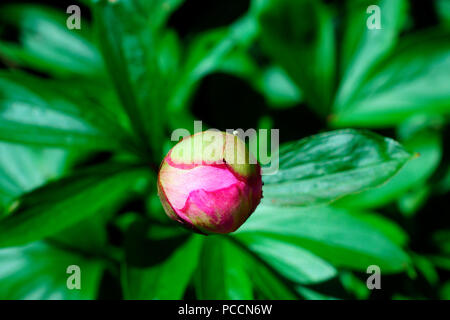 PEONIA Foto Stock