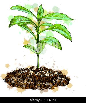 Erba verde e giovane pianta Illustrazione Vettoriale