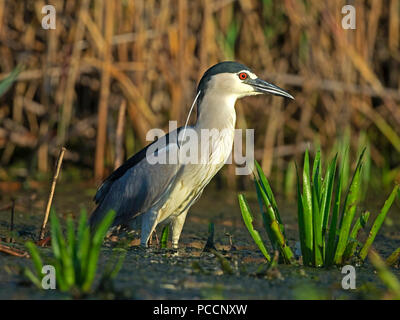 Nitticora permanente al bordo dell'acqua Foto Stock