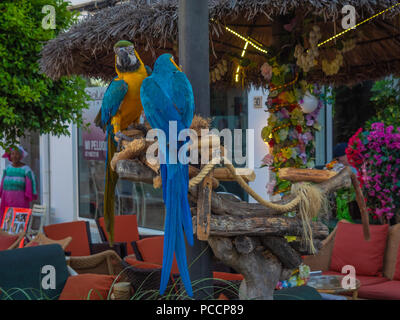 Pappagalli, tutti e frutti. kalypso cocktail bar, Cala d'Or, Maiorca Foto Stock