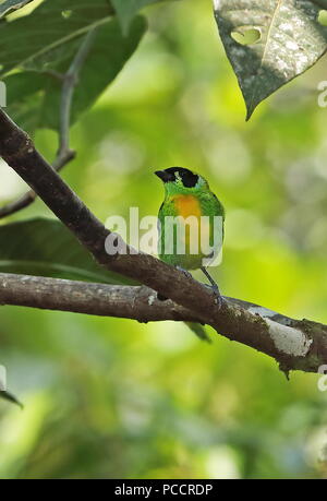 Verde-e-gold (Tanager Tangara schrankii schrankii) adulto appollaiato sul ramo Copalinga Lodge, Zamora, Ecuador Febbraio Foto Stock
