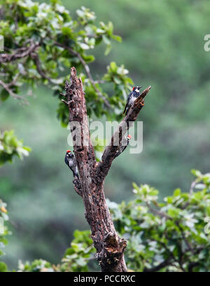 Pajaro Carpintero o Acorn Picchio. ( Melanerpes formicivorus ). Limita su distribución en los arboles de Pino Encino y. **** Reserva Monte Mojino (ReMM) de la Cultura Naturale Internazionale (NSC) Credito:LuisGutierrez ...... Monte Mojino Riserva, REMM, progetto di conservazione del NSC Natura e cultura International Sierra Madre c.a. Sierra de Alamos Sonora. Riserva naturale entro le terre di Area Naturale Protetta dalla Commissione Nazionale delle aree naturali protette, CONANP. Reserva Monte Mojino, REMM, proyecto de conservacion de NCI Naturaleza y Cultura Internacional Sierra Madre c.a. Foto Stock