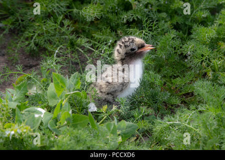 Arctic tern pulcino su farne interna Foto Stock