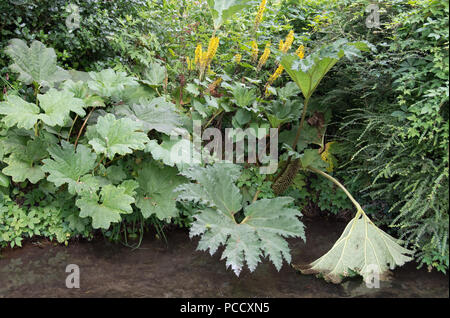 Gunnera una pianta con grandi foglie che cresce in luoghi umidi Foto Stock