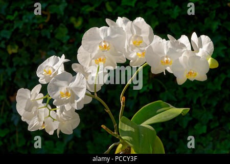 Orchidea bianca a volte chiamata orchidea 'Moth'. Phalaenopsis ibrido. Foto Stock