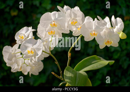 Orchidea bianca a volte chiamata orchidea 'Moth'. Phalaenopsis ibrido. Foto Stock