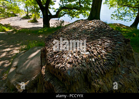 Monete incorporate in un tronco di albero Cumbria Inghilterra Regno Unito GB Gran Bretagna Foto Stock