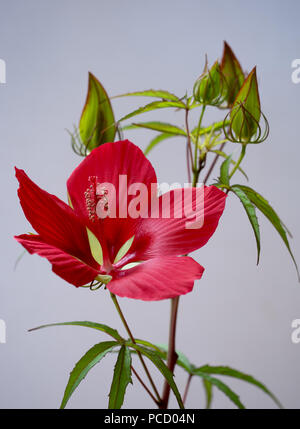 Hibiscus coccineus, bellissimo rosso brillante fiore, aka scarlet rosemallow, Texas star, brillante hibiscus, e scarlatto hibiscus. Foto Stock