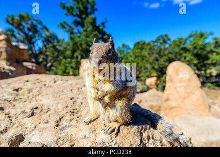 Scoiattolo Kaibab al Grand Canyon nel Northern Arizona, Stati Uniti d'America Foto Stock