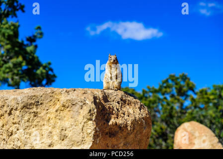 Scoiattolo Kaibab al Grand Canyon nel Northern Arizona, Stati Uniti d'America Foto Stock