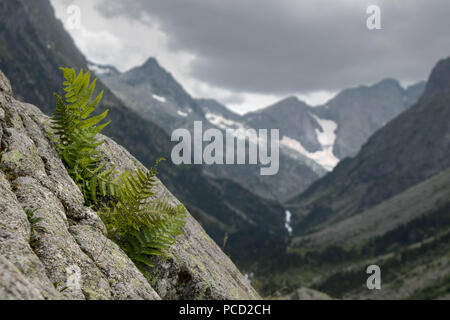 La felce vicino a Lac de Gaube, Pirenei francesi Foto Stock