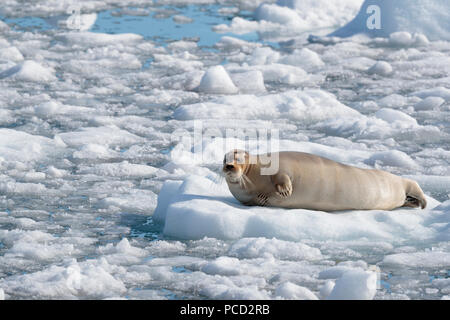 Guarnizione barbuto tirata fuori sul ghiaccio in Svalbard Foto Stock