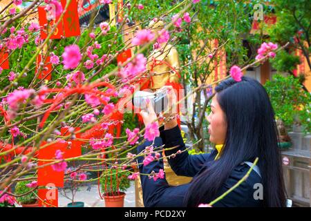 Fiore di Ciliegio alberi con Lai vedere buste rosse per il Capodanno cinese di Hong Kong, Cina, Asia Foto Stock