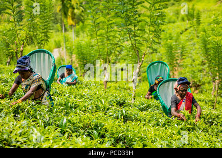 I lavoratori del tè Il tè nel paese in Sri Lanka, in Asia Foto Stock