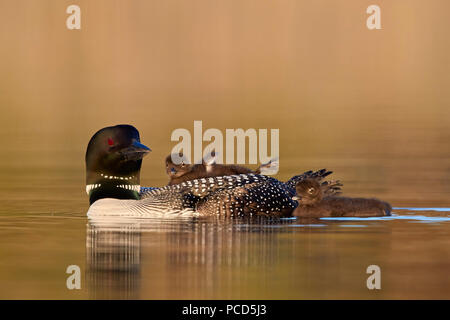 Loon comune (Gavia immer) adulti con due pulcini, Lac Le Jeune Parco Provinciale, British Columbia, Canada, America del Nord Foto Stock