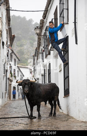 In esecuzione con il toro festival con bull sulla corda e uomo scalata alla sicurezza, Grazalema, Andalusia, Spagna, Europa Foto Stock