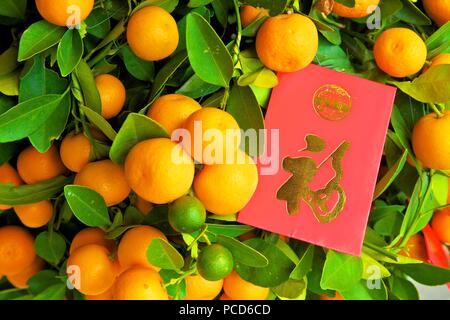 Anno Nuovo Cinese kumquat alberi con Lai vedere buste rosse, Hong Kong, Cina, Asia Foto Stock