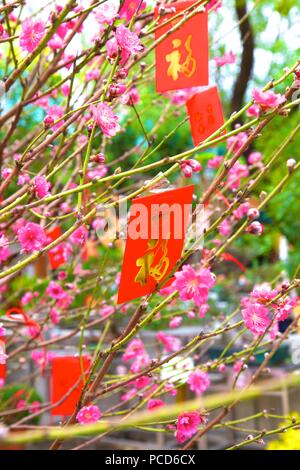 Fiore di Ciliegio alberi con Lai vedere buste rosse per il Capodanno cinese di Hong Kong, Cina, Asia Foto Stock