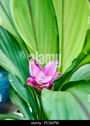 Fioritura Curcuma Alismatifolia impianto noto anche come curcuma o il Siam Tulip o estate tulip che fiorisce in un giardino patio. Foto Stock