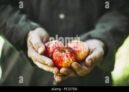 Frutta e verdura. Gli agricoltori le mani con appena raccolto le mele. Foto Stock