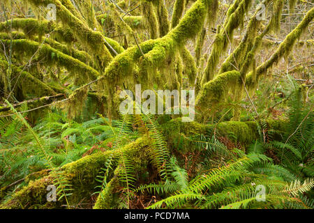 Vite (acero Acer circinatum) lungo il sentiero di Prato a Smith Homestead, Tillamook la foresta di stato, Oregon Foto Stock