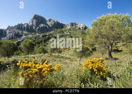 Robusto del paesaggio di montagna in primavera vicino a Grazalema, Sierra de Grazalema parco naturale, Andalusia, Spagna, Europa Foto Stock