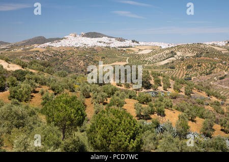 Tipico paesaggio andaluso con oliveti e bianco città di Olvera, la provincia di Cadiz Cadice, Andalusia, Spagna, Europa Foto Stock