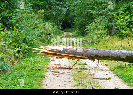 Tempesta di stron nella foresta Foto Stock