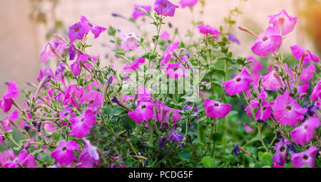 Bellissimi fiori viola la petunia in giardino, incredibili sfondo, colori luminosi Foto Stock