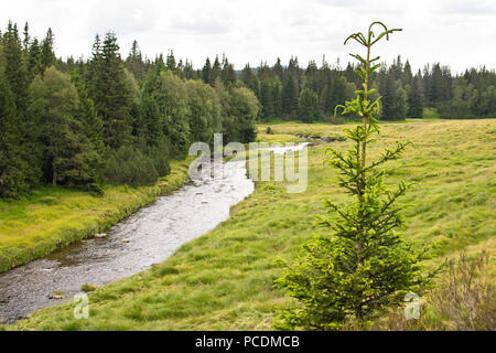 Albero solitario sul prato nella foresta Boema. Foto Stock